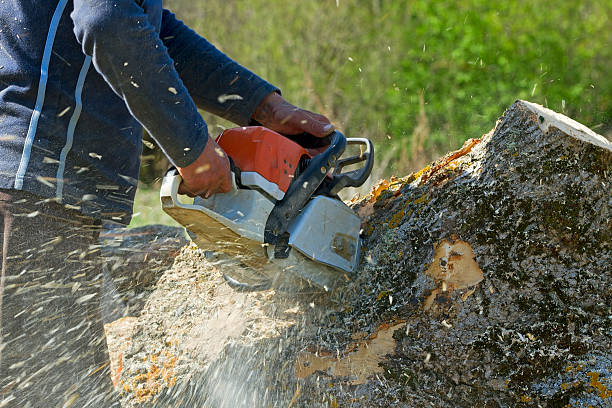 Tree Root Removal in Stanley, NC